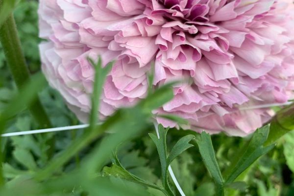 blumen-25.jpeg