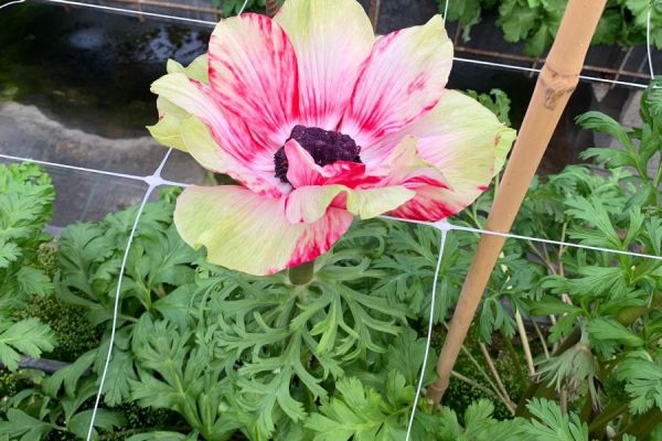 blumen-54.jpeg