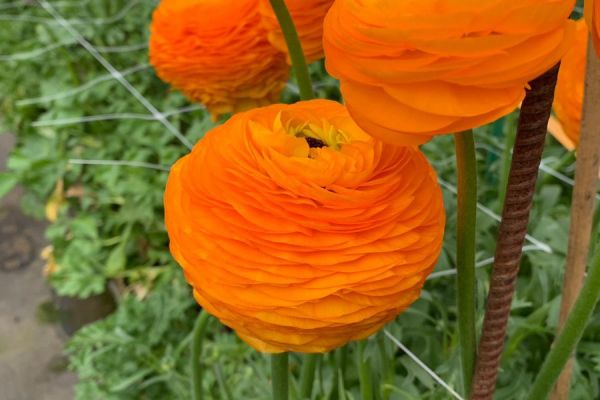 blumen-14.jpeg