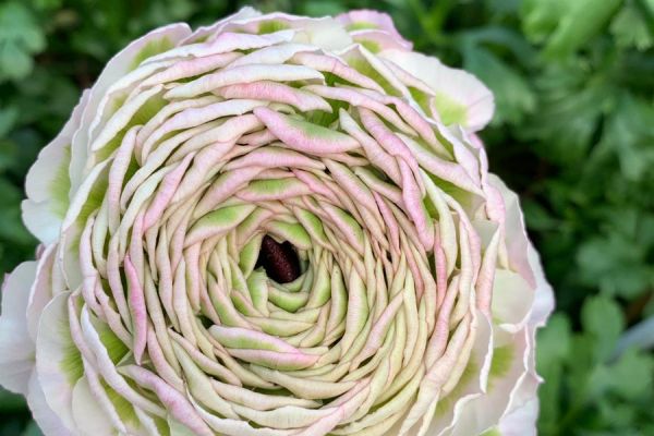 blumen-53.jpeg