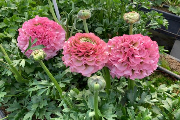 blumen-11.jpeg