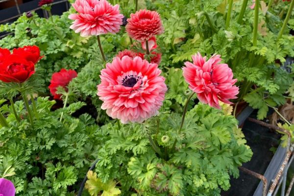 blumen-21.jpeg