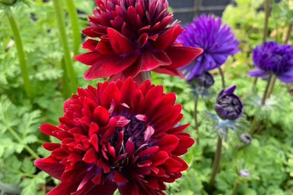 blumen-28.jpeg
