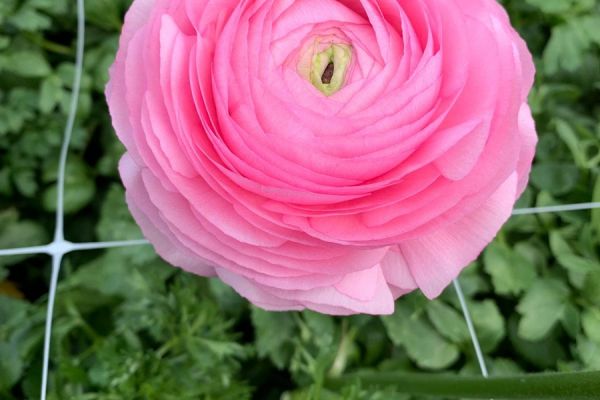 blumen-30.jpeg