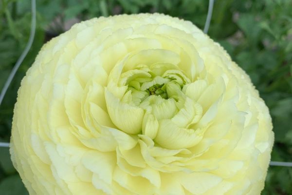 blumen-10.jpeg