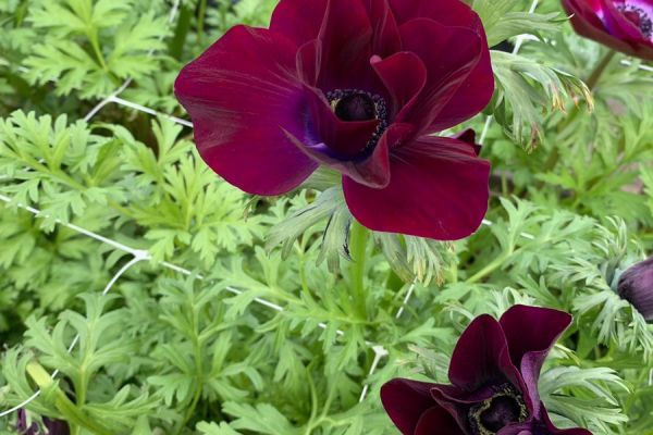 blumen-20.jpeg