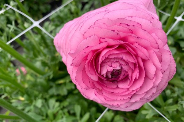 blumen-55.jpeg