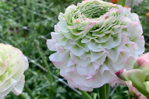 blumen-03.jpeg