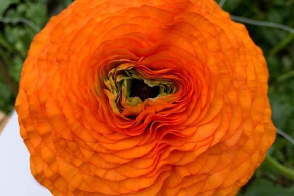 blumen-05.jpeg
