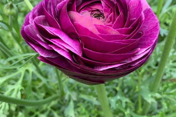 blumen-16.jpeg
