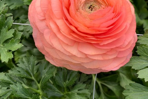 blumen-39.jpeg
