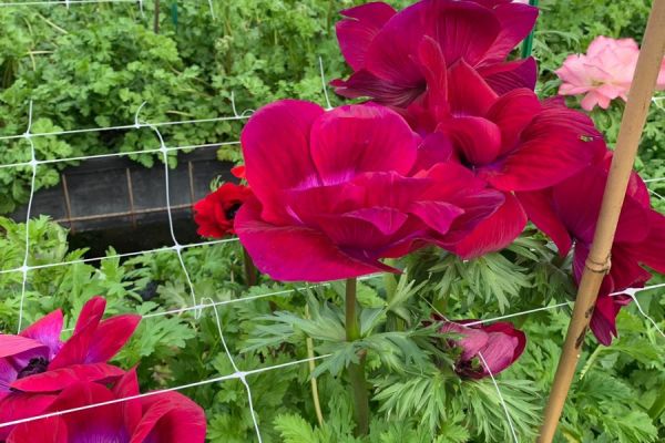 blumen-57.jpeg
