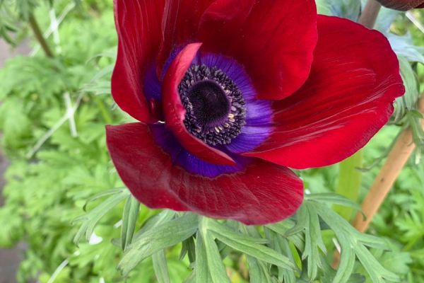 blumen-06.jpeg