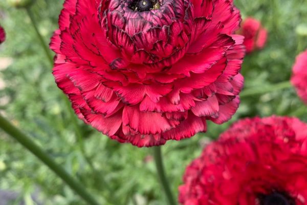 blumen-41.jpeg