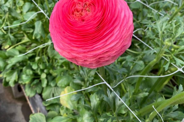 blumen-07.jpeg