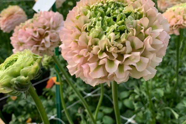 blumen-32.jpeg