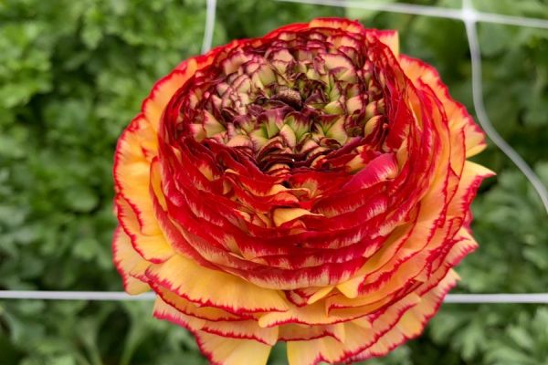 blumen-52.jpeg