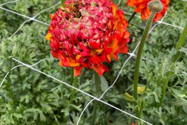blumen-29.jpeg