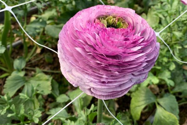 blumen-40.jpeg