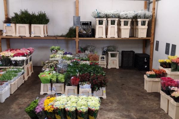 oettinger-blumen-18.jpeg