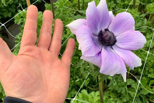 blumen-44.jpeg