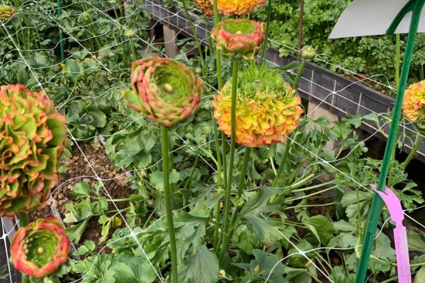 blumen-50.jpeg