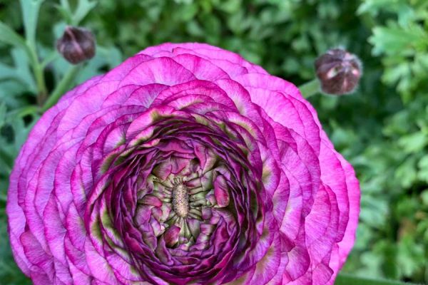 blumen-51.jpeg
