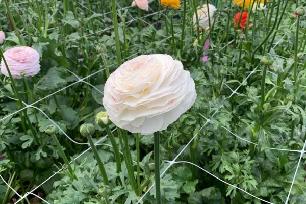 blumen-26.jpeg