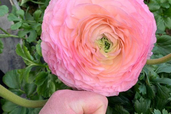 blumen-34.jpeg