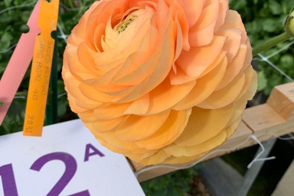 blumen-43.jpeg