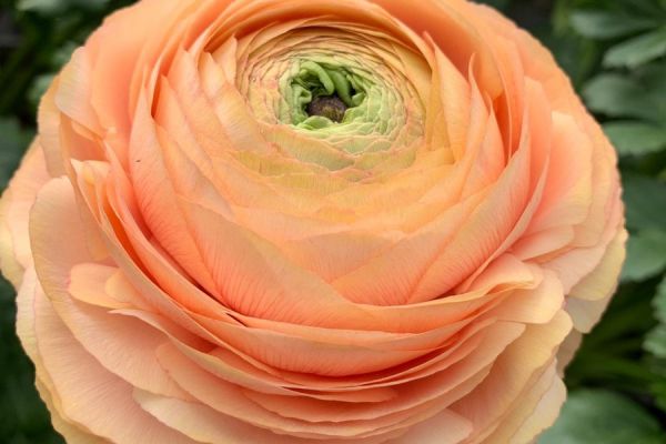 blumen-04.jpeg