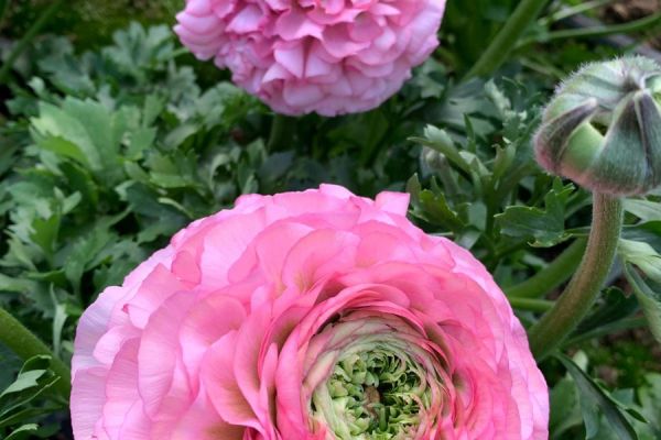 blumen-01.jpeg