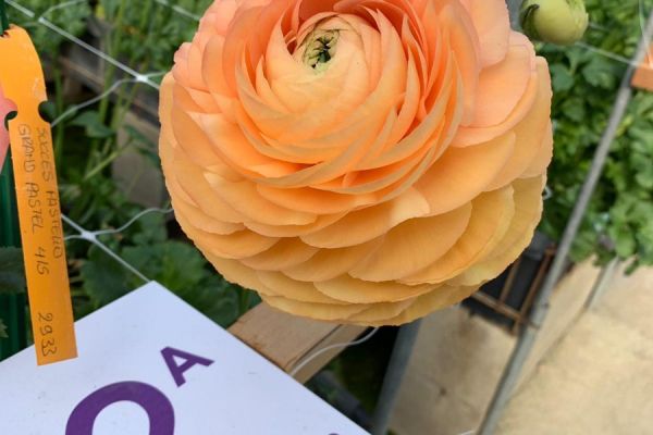 blumen-12.jpeg