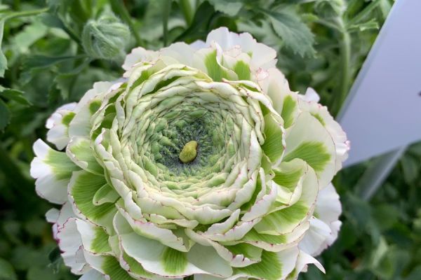 blumen-46.jpeg
