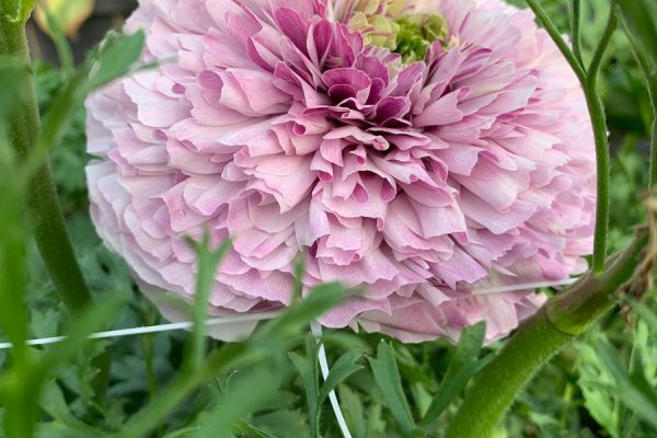 blumen-35.jpeg
