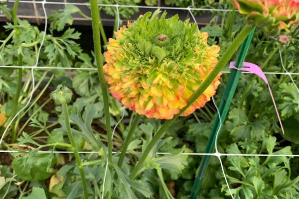 blumen-36.jpeg