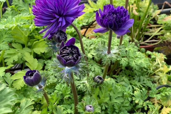blumen-02.jpeg