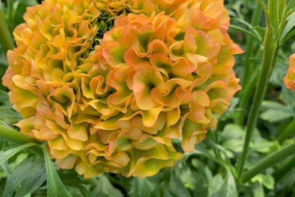 blumen-22.jpeg