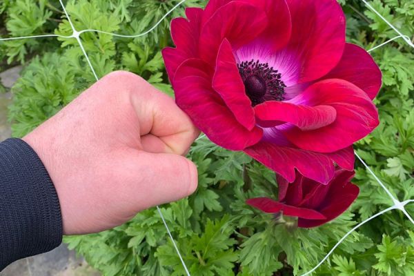 blumen-27.jpeg
