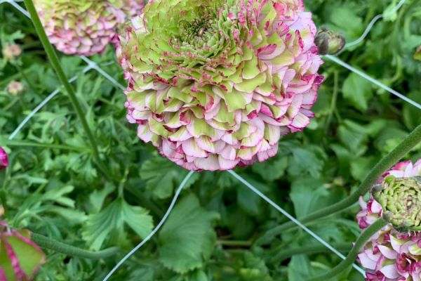 blumen-42.jpeg
