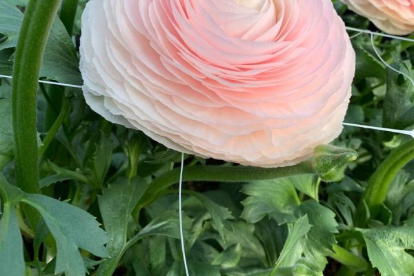 blumen-49.jpeg