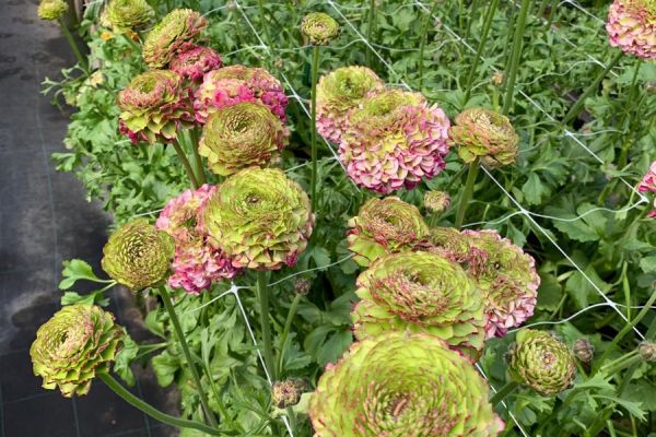 blumen-56.jpeg